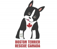 Boston Terrier Rescue Canada