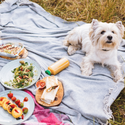 close-up-cute-little-dog-lying-on-picnic-blanket-3EGS92Y