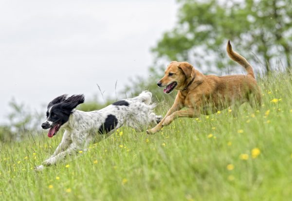 Two dogs playing in a springtime meadow