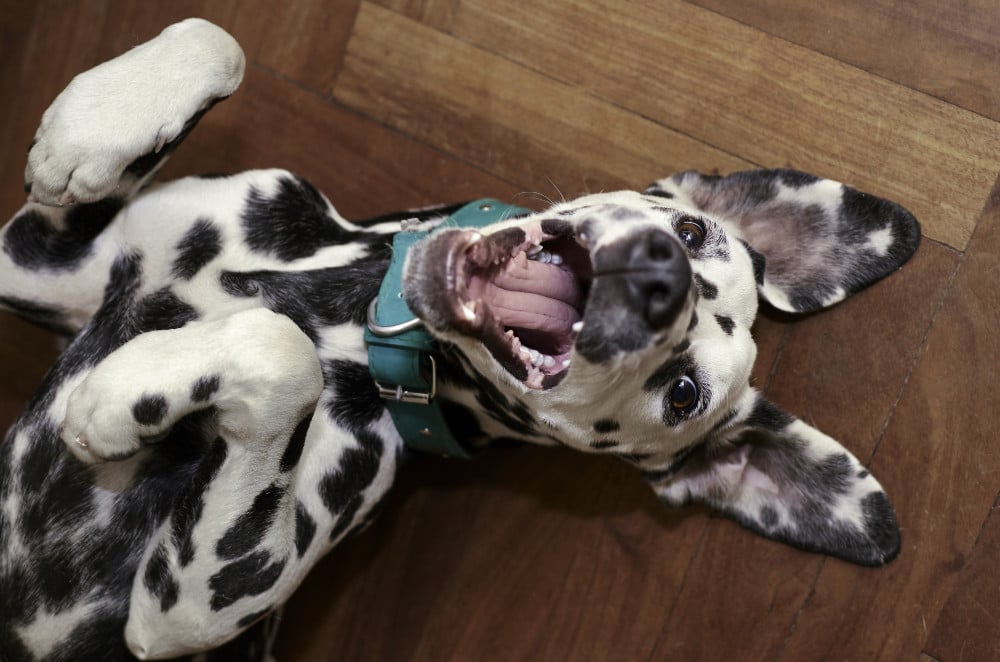 selfie happy dog