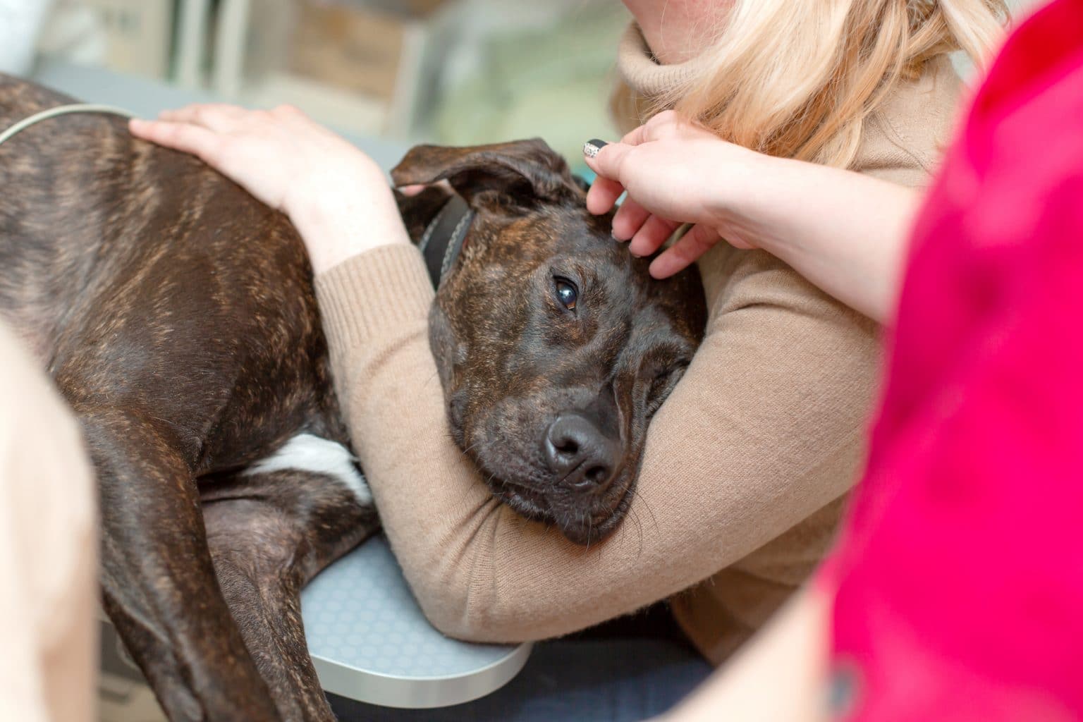 common-neurological-problems-in-veterinary-medicine-woofstock