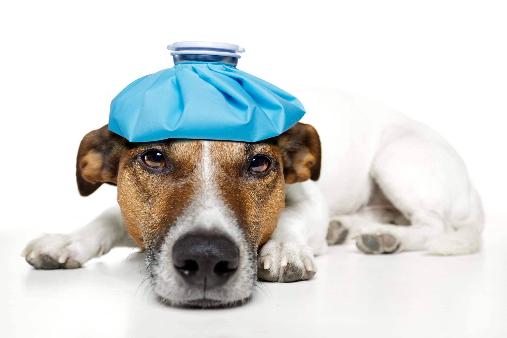 common-neurological-problems-in-veterinary-medicine-woofstock